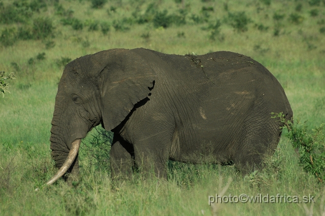 puku rsa 328.jpg - Kruger Elephant